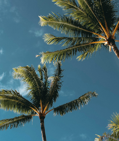 Palm trees with the sky behind them