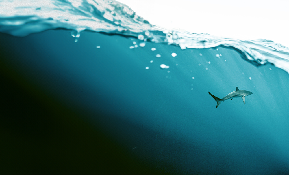 Shark Swimming in water